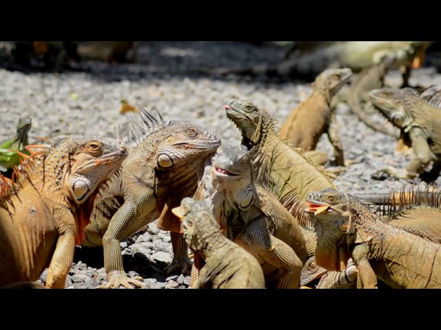 Vídeo relacionado con Iguana Verde - Descanso en los Árboles de la Jungla para una Vida Exótica