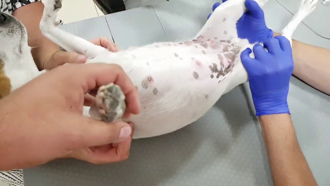 УЗИ на Рабочей у Барса опухоль