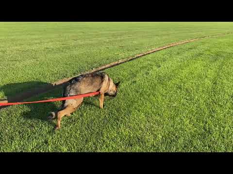 Chisu      September 6, 2021