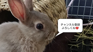 すたきゅー のライブ ストリーム