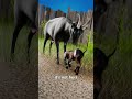 How To Trick A Mother Goat Into Adoption