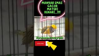 Download lagu MANYAR EMAS,GACOR,MATERI KENARI....!!!!#kurniawankicaugresik#yearofyou#shorts mp3