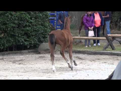 Cristallo I-Padarco filly * 2015 for sale