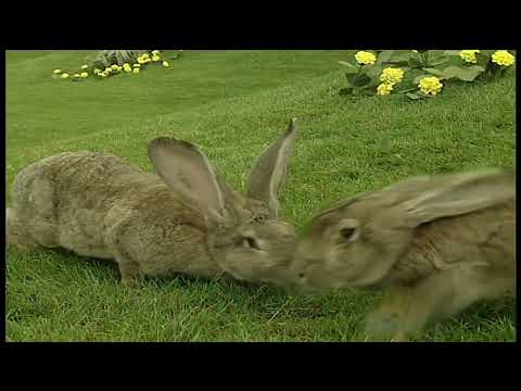 Teletubbies Rabbit Song Scene (60fps)