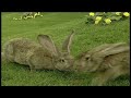 Teletubbies Rabbit Song Scene 60fps