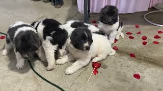 AKC Newfoundland Puppies For Sale Millersburg OH