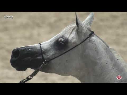 N 78 EKS SHAKIRA   Paris 2019   Senior Females Class 3B