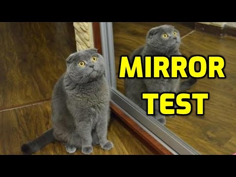 Can Cats See Themselves In The Mirror? - YouTube