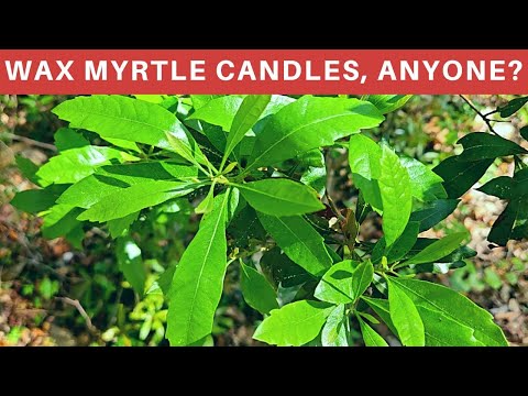 A maritime forest favorite -Wax Myrtle/Candleberry: source of wax for aromatic candles and soaps!