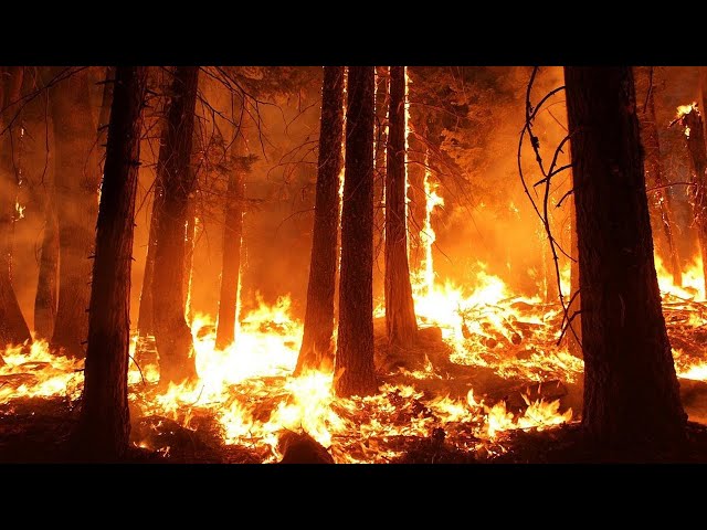 В регионе сгорел несуществующий лес