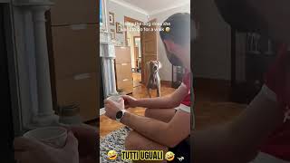 The best funny animal videos №2