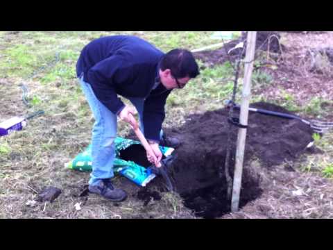 The Beginnings Of A New Cider Orchard @ Chez Tostevin