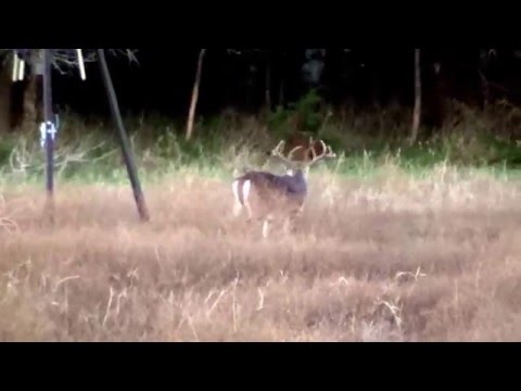 8pt Buck Hunt at Sisco D Ranch 135yds 8pt Buck Hunt at Sisco D Ranch 135yds