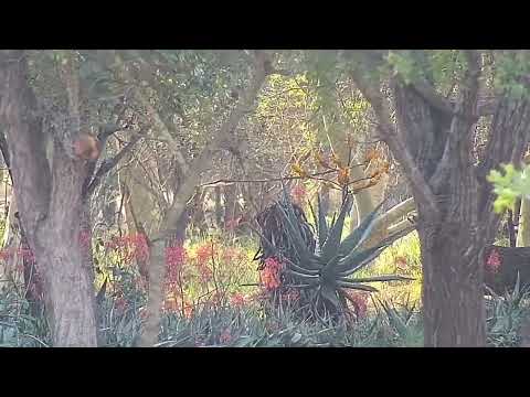 Djuma: Nyala, Impala and Waterbuck - 16:14 - 08/06/2022