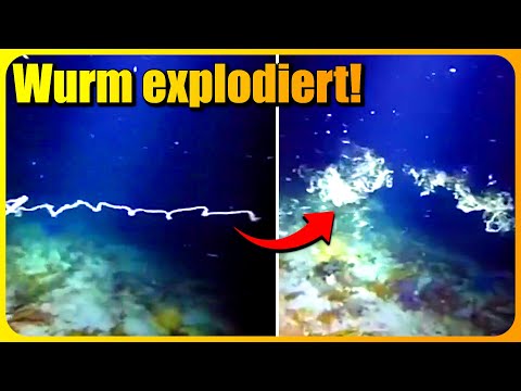 Wurm im Meer EXPLODIERT PLÖTZLICH! Was steckt dahinter?
