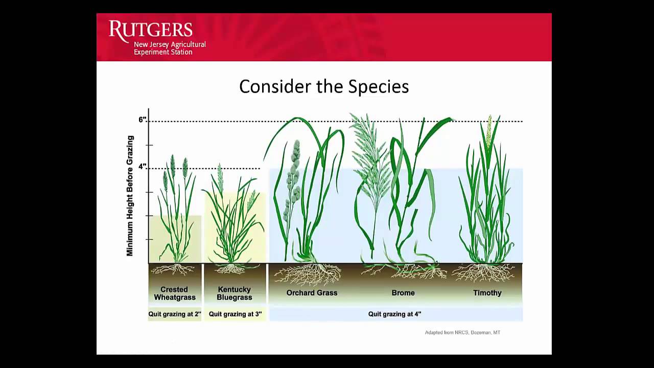 Rotational Grazing: Why and How It Works