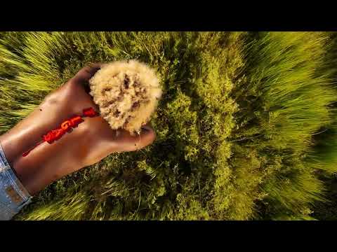 Reggie Becton - IF I (Official Audio)