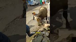 Download lagu Sapi Qurban Jumbo NGAMUK Mengejar Warga, Tonton Sampai Akhir 😂 mp3