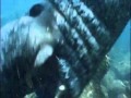 Elephant Seal Attacks Divers