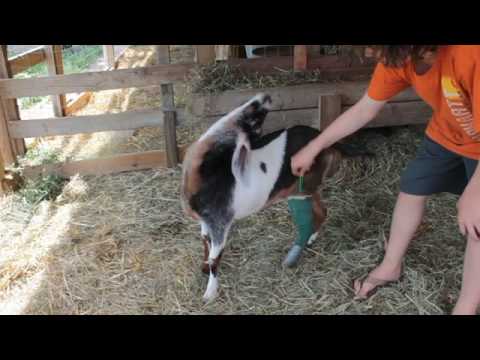 Goat Gets Her Itch Scratched!