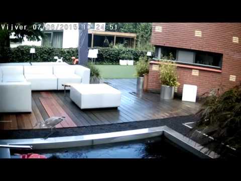 Reiger bij koi vijver!! De angst van elke vijverbezitter Plaats Schrikdraad ! | Schrikdraad Online