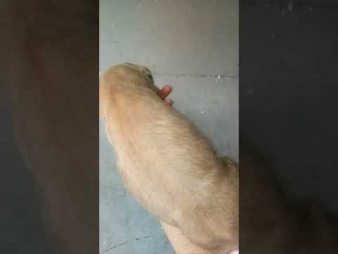 Graydain male 98778 26958