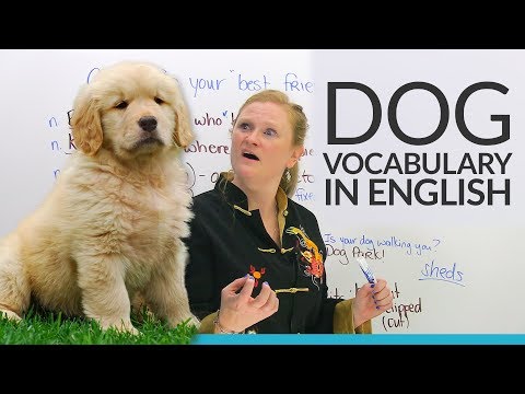 本物の英語。あなたのペットDOGの世話をする (Real English: Taking care of your pet DOG!)