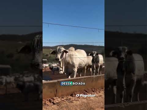 Nelore P.O. e Quarto de Milha: conheça a estrutura da fazenda modelo com 20 mil animais em Nazário