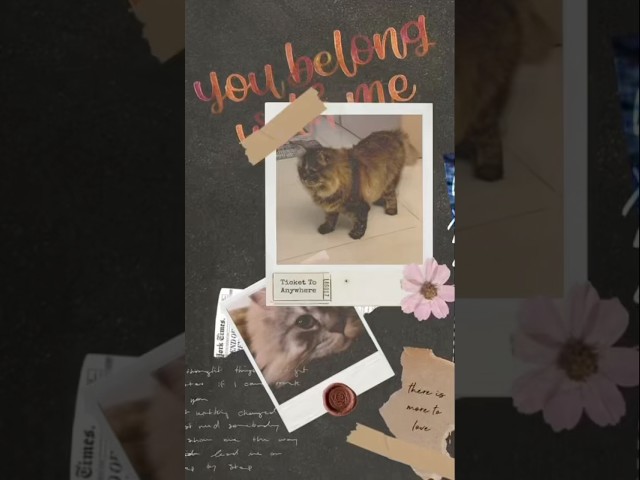 طقم باكج لحيوانك المفضل كوب وميداليه