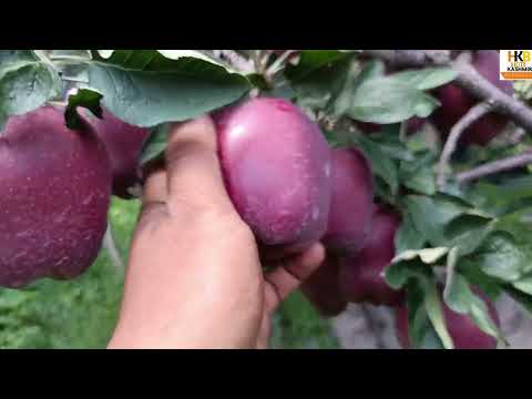 #SS2 Apple variety on seedling | Result of top grafting #reels #shorts