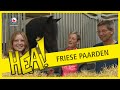 HEA! De Friese paarden van de familie Ludema