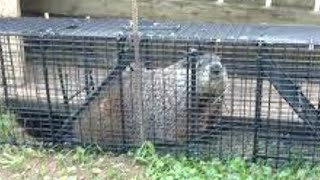 How To Get Rid Of Groundhogs From Under Your Shed (8 Ways)