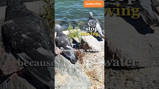 Download lagu #belikewater mp3