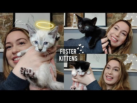 I Received A Basket Of Free Kittens- Official Foster Mom!