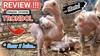 Download lagu BREEDING TRONDOL CHICKENS AT Home!!! mp3 Download lagu BREEDING TRONDOL CHICKENS AT Home!!! mp3