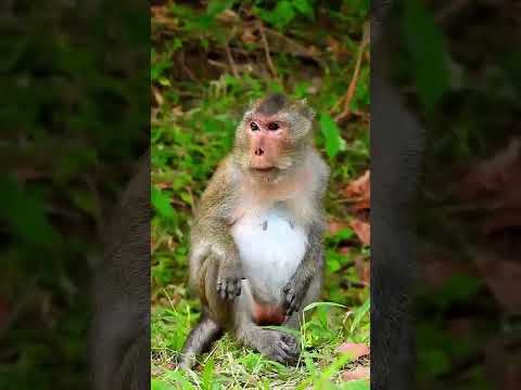 Monkey Grab In Cambodia Good Baby Monkeys In Khmer 288