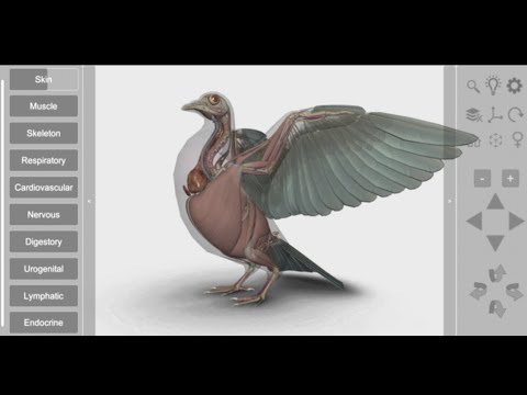 3D Bird Anatomy Video