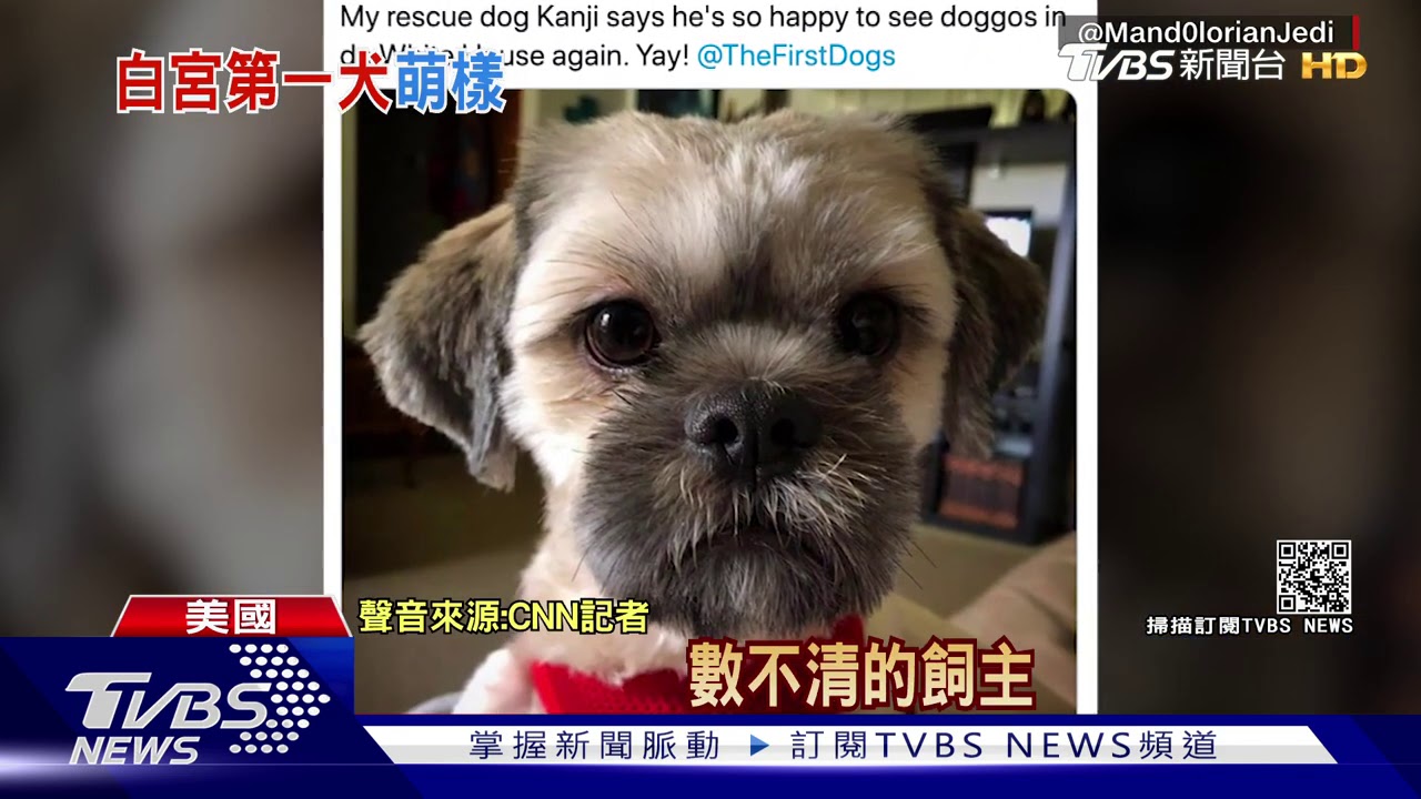 白宮隔4年再聽狗吠聲 拜登2愛犬晉升「第一狗」
