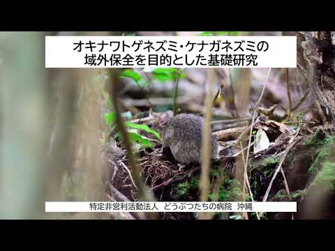 トガリネズミを庭から追い出したほうがいいでしょうか？やり方は？私たちは本物と偽物を区別します！  庭園