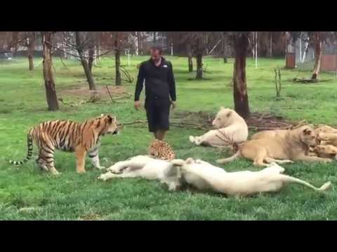 Tiger Saves Man From A Leopard Attack