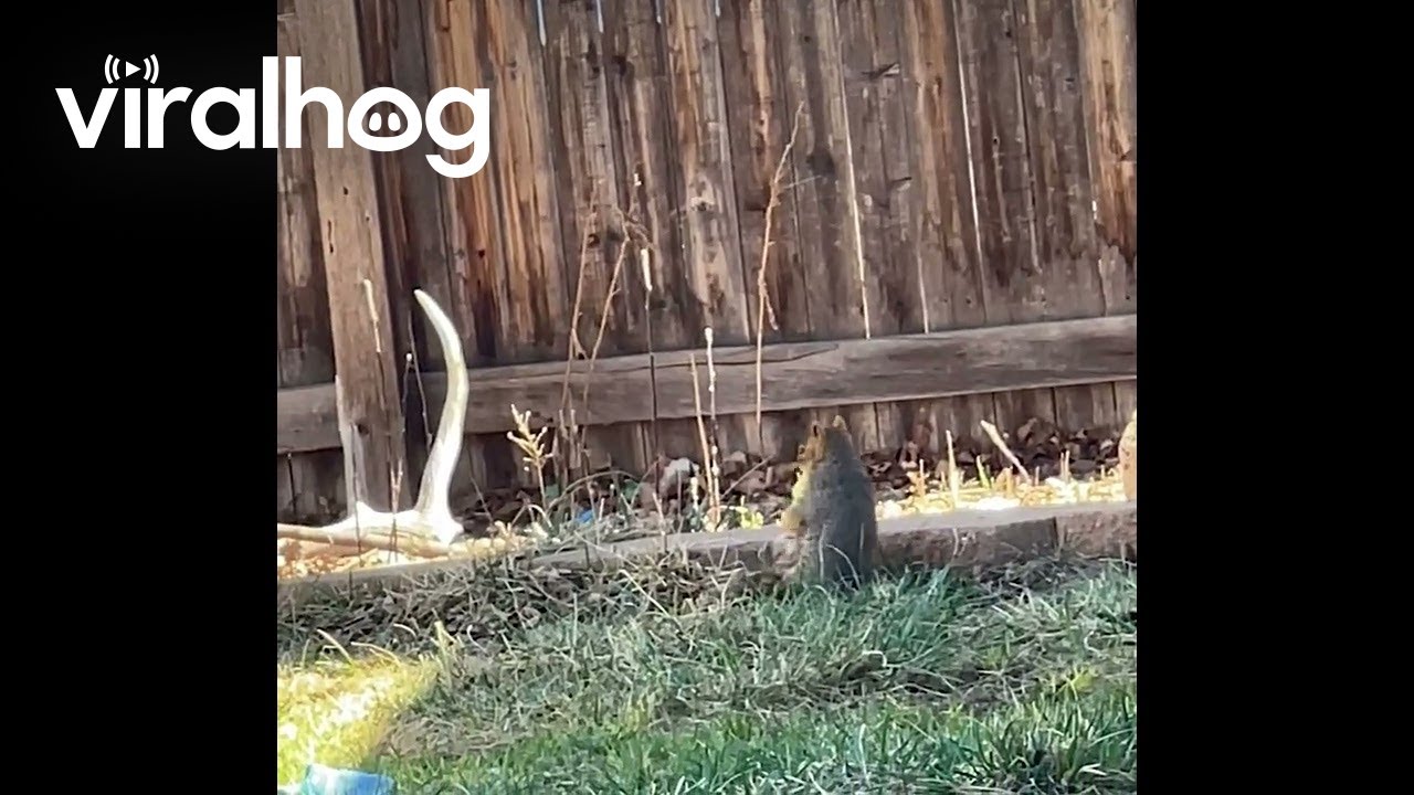 Squirrel with a Squeaky Dog Toy || ViralHog