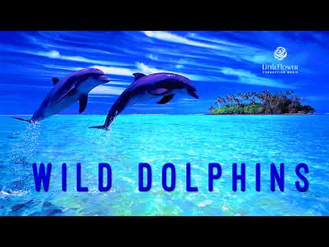 Wild Dolphins - Antonio Resende - Piano/Orchestral Series [ 2020 ]