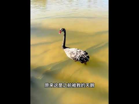 小哥救下石缝天鹅，一年后它携锦鲤表演，见者逆风翻盘！#万物皆有灵性#动物救助#动物的迷惑行为