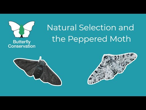 Natural Selection and the Peppered Moth