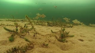 Ловля окуня зимой на усть илимском водохранилище