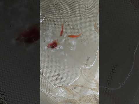 #funny #phonk #beats #music #dnb #remix #duet #voiceeffects #answer