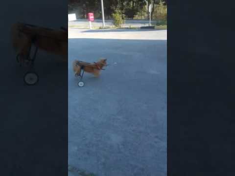 NAZIR @ pogoń za serem