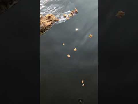 🥨🐠 feeding fish with crispy bread from Norway🙊￼