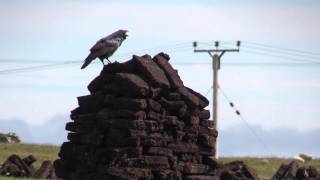 preview picture of video 'Cut Peat on North Yell coast'