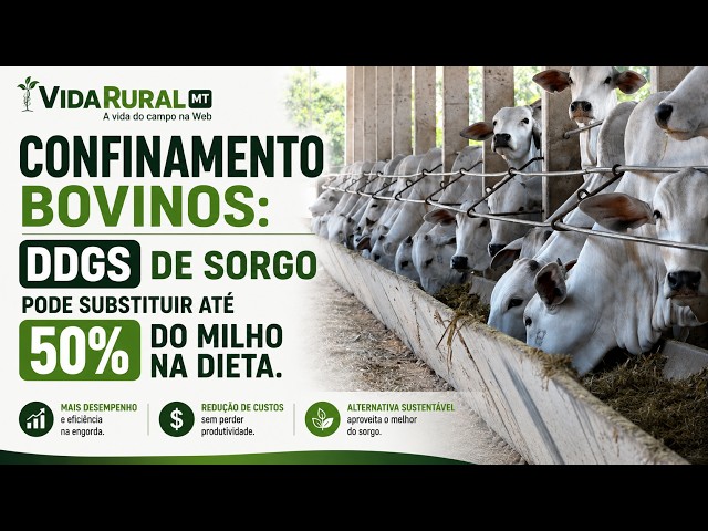 DDGS DE SORGO PODE SUBSTITUIR ATÉ 50% DO MILHO NA DIETA